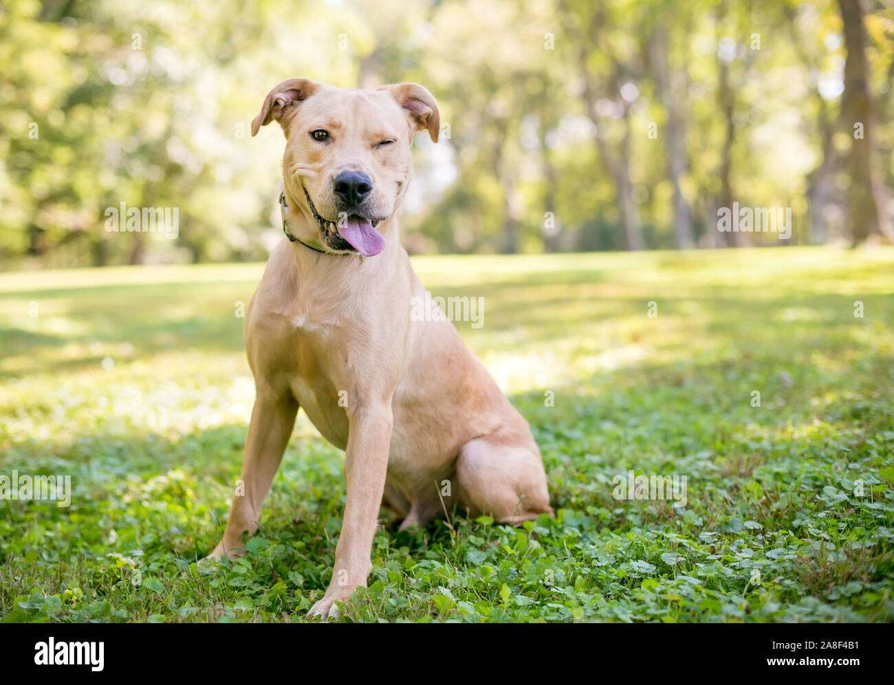 Un Labrador Retriever jaune mixed breed dog sitting outdoors et clignant de l'appareil photo Banque D'Images