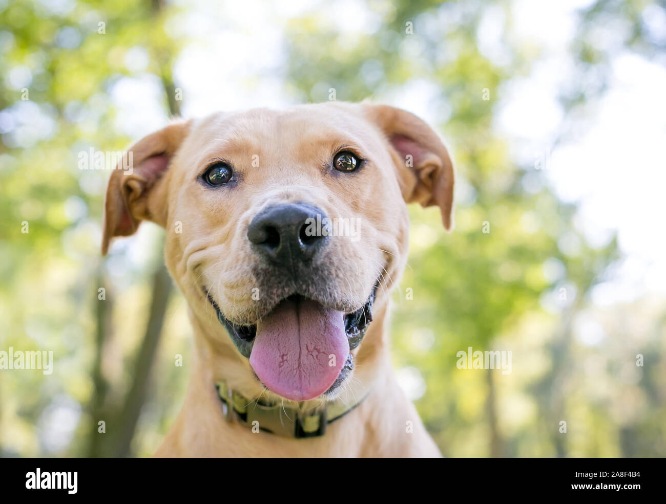 Jaune un Labrador Retriever dog avec une expression heureuse Banque D'Images