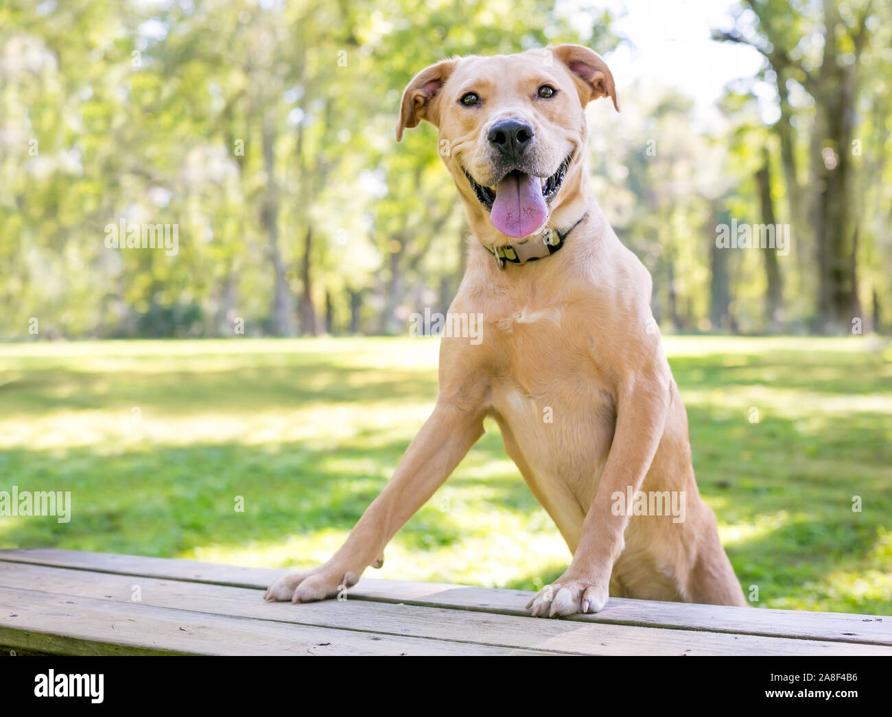 Jaune un Labrador Retriever dog avec une expression heureuse Banque D'Images