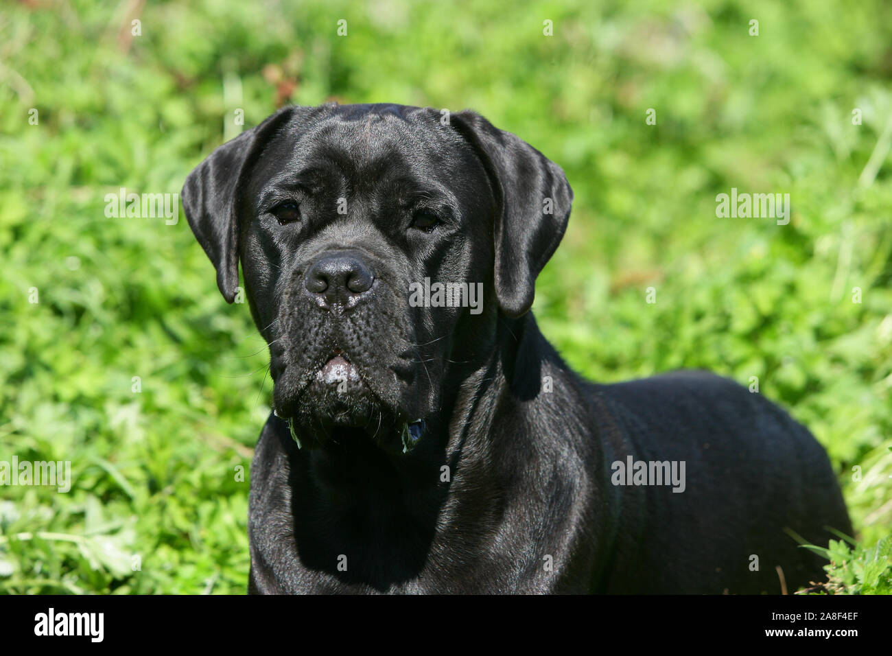Cane corso Banque de photographies et d'images à haute résolution - Page 9  - Alamy