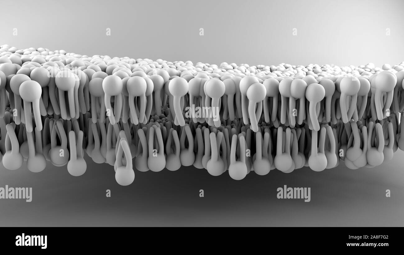 Membrane cellulaire, illustration Banque D'Images