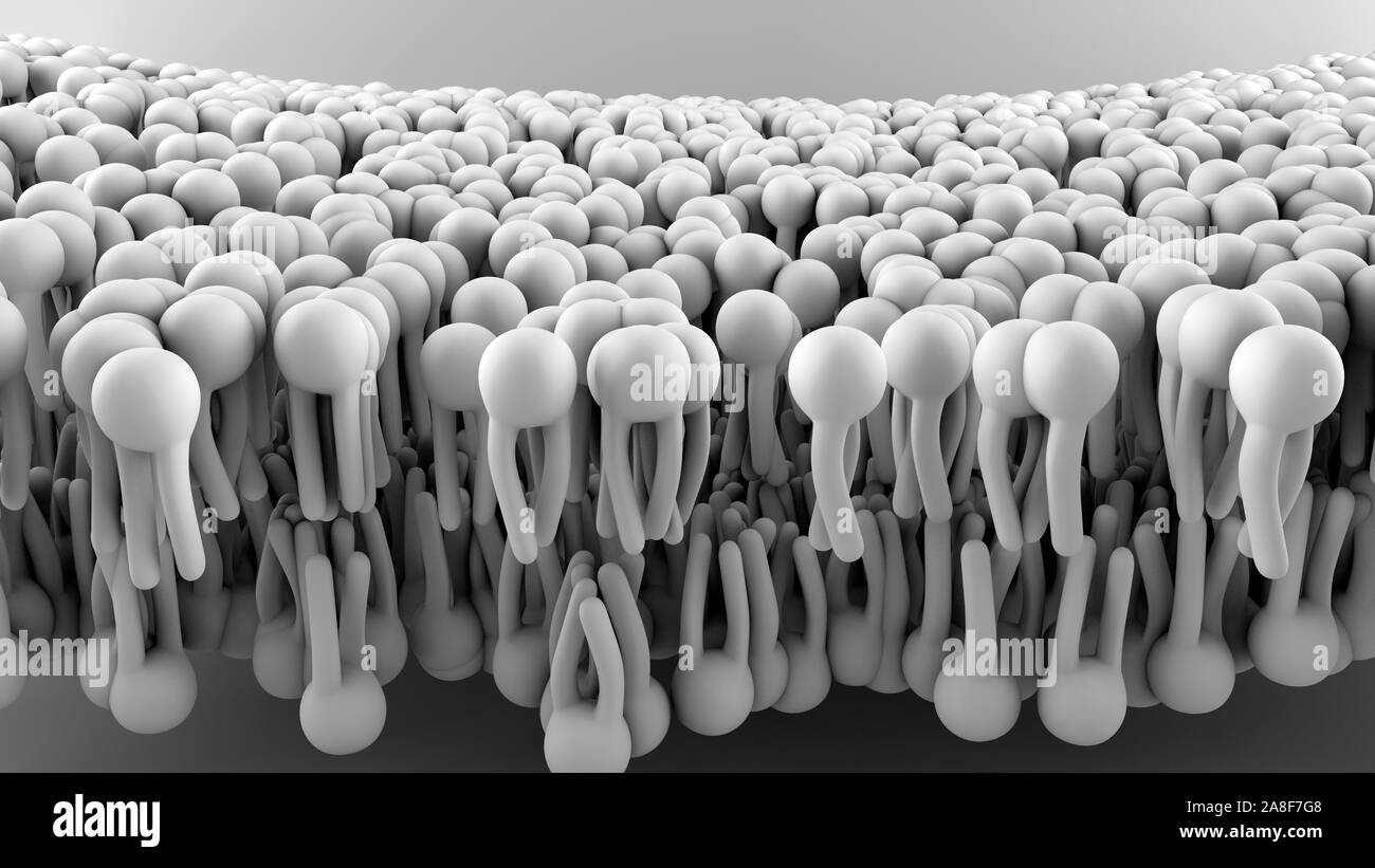 Membrane cellulaire, illustration Banque D'Images