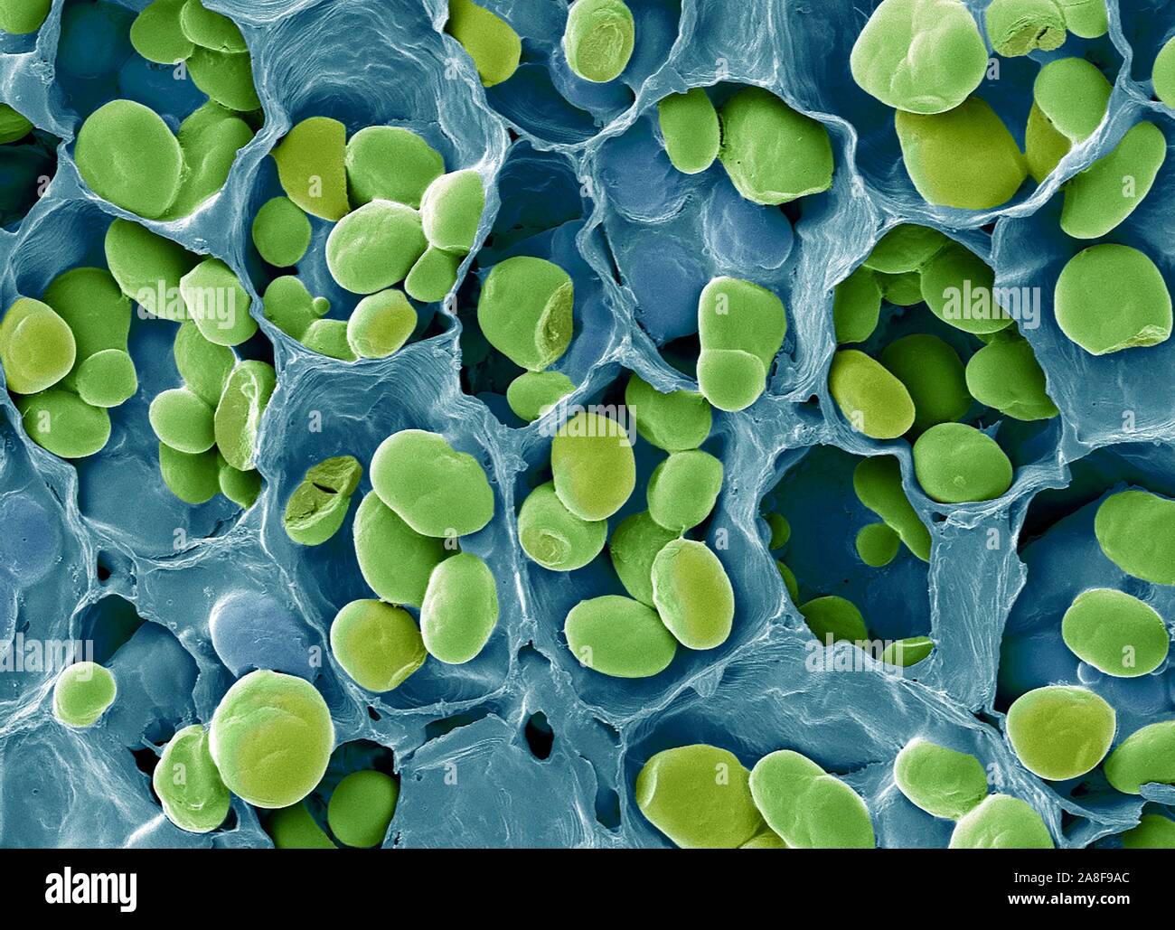 Les grains d'amidon, SEM. Banque D'Images