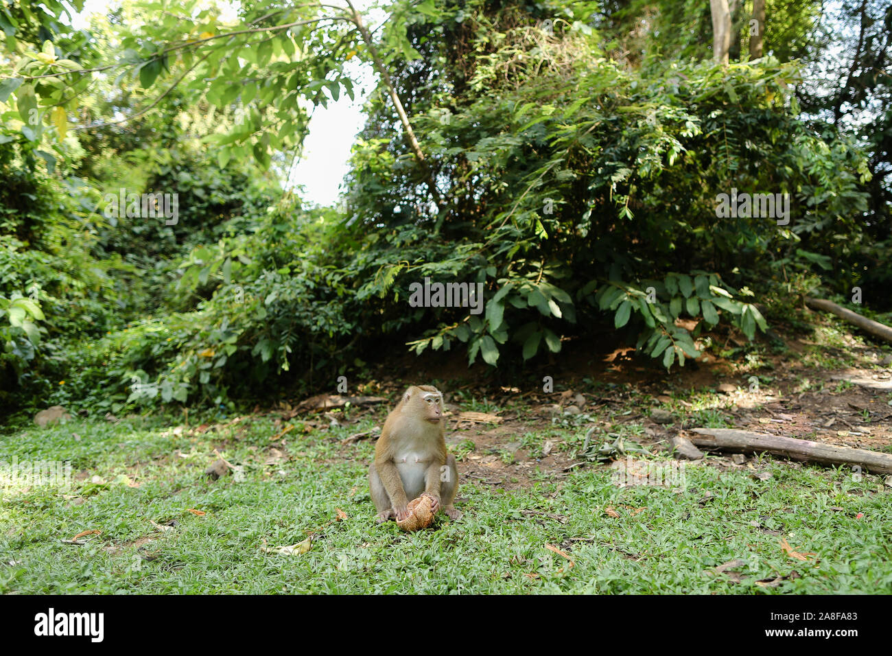 Singes sauvages mignon assis sur l'herbe et manger la noix de coco. Banque D'Images