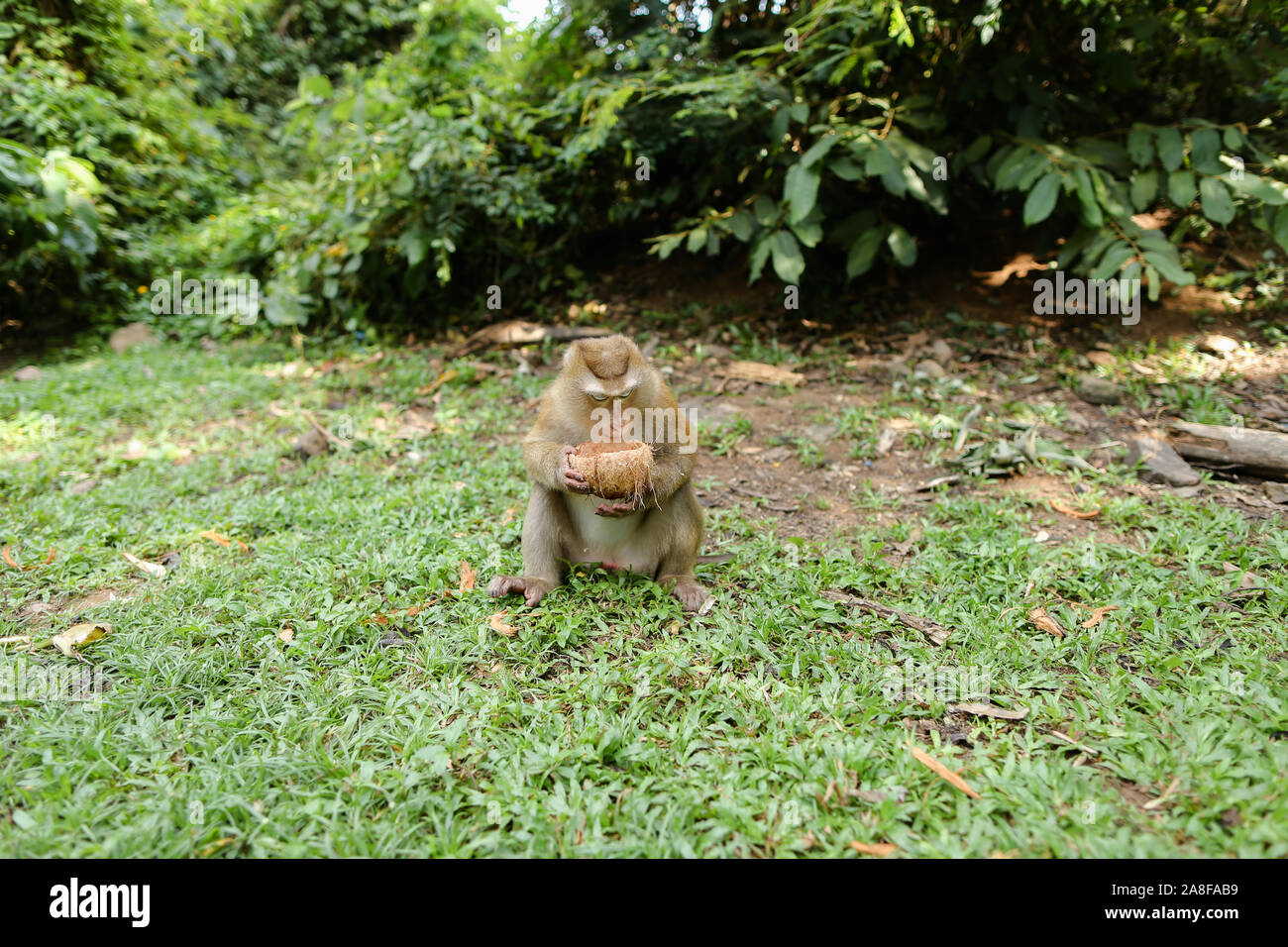 Peu cute monkey sitting on grass et de manger la noix de coco. Banque D'Images