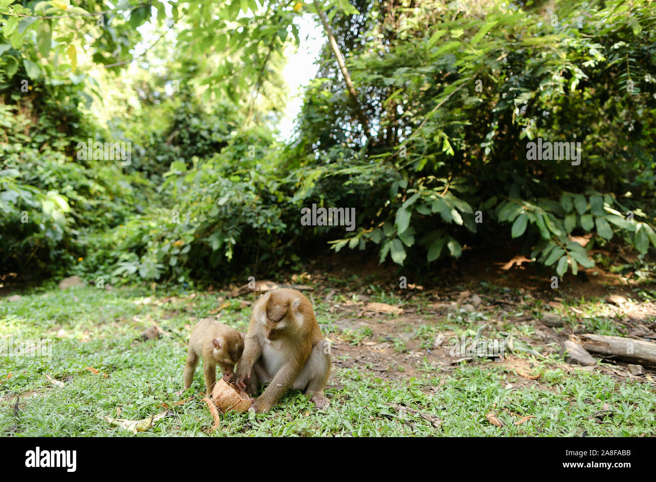 Bonne Mère singe coco manger avec les enfants sur l'herbe. Banque D'Images