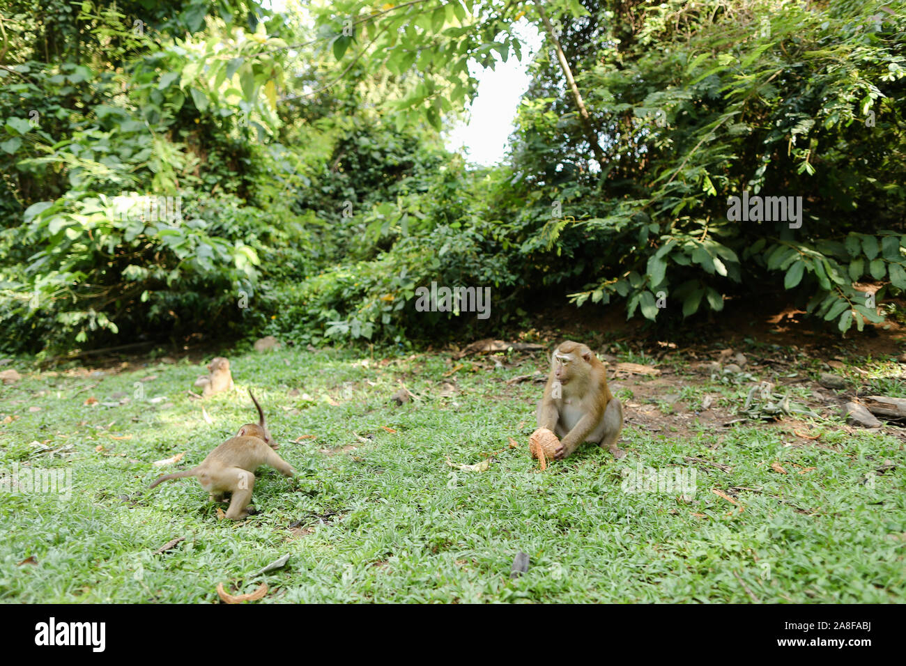 Singes sauvages nice assis sur l'herbe et manger la noix de coco. Banque D'Images