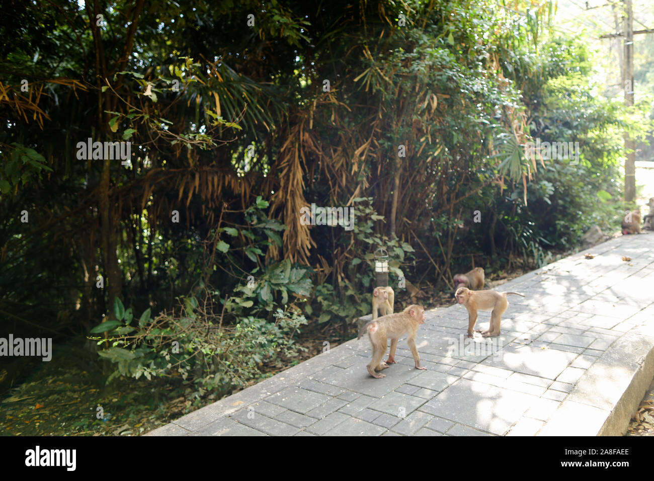 De nombreux singes assis dans un parc à la Thaïlande. Banque D'Images