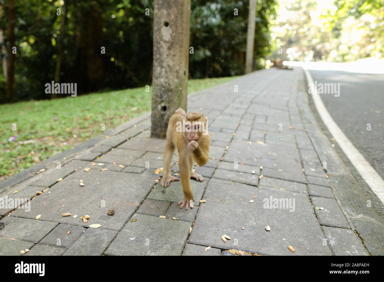 Monkey marche sur route en Inde. Banque D'Images