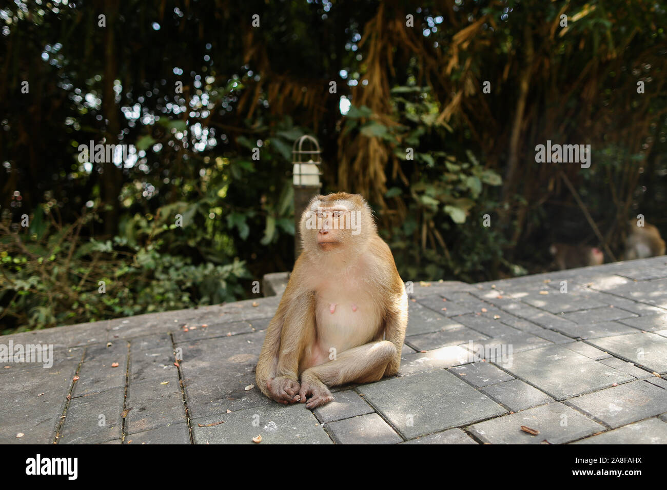 Petit Singe assis dans un parc, arbres en arrière-plan. Banque D'Images