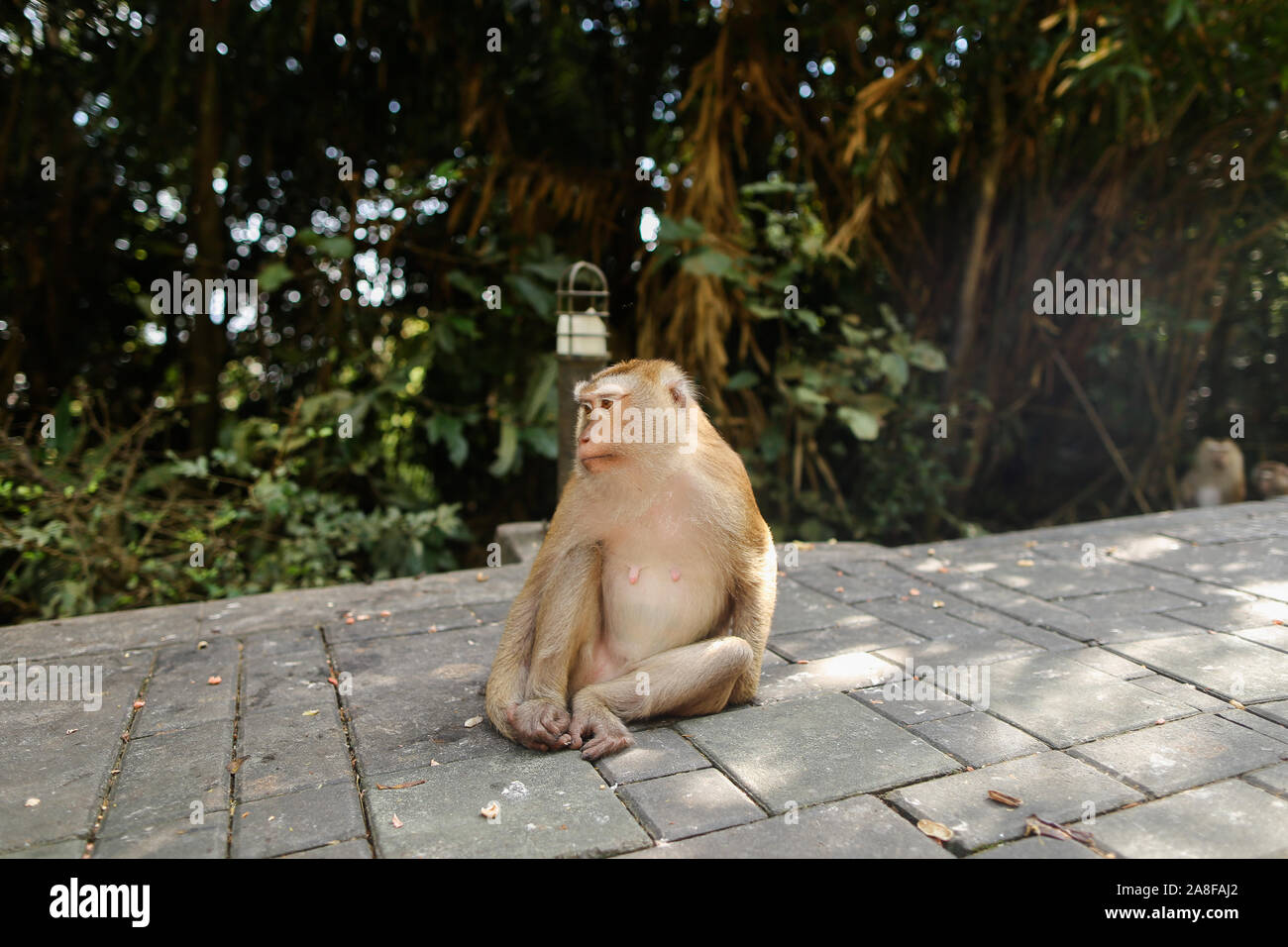 Macaco Indiens assis dans un parc, arbres en arrière-plan. Banque D'Images