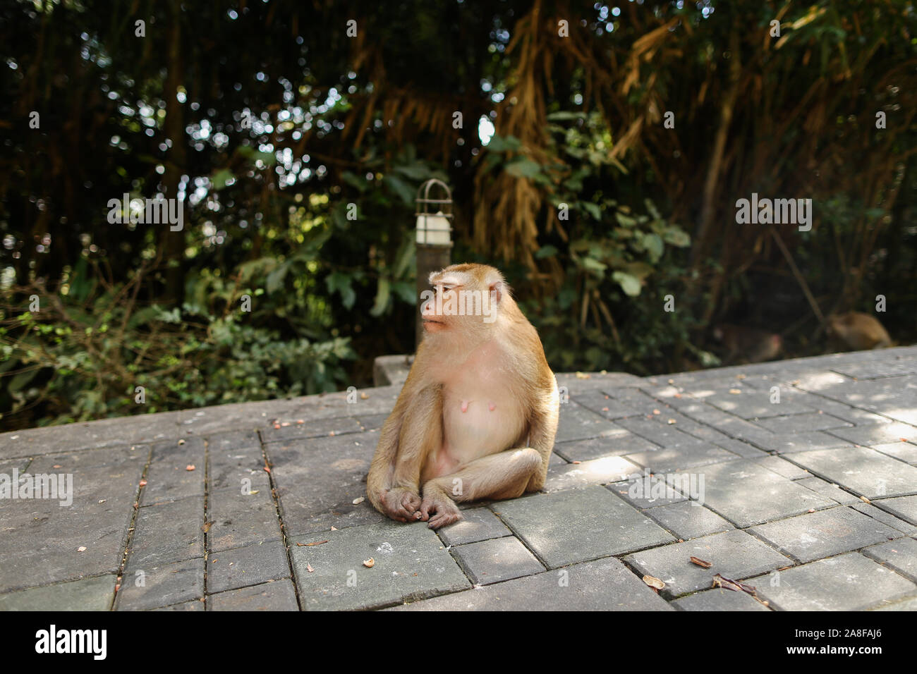 Singe pensif assis dans un parc, arbres en arrière-plan. Banque D'Images