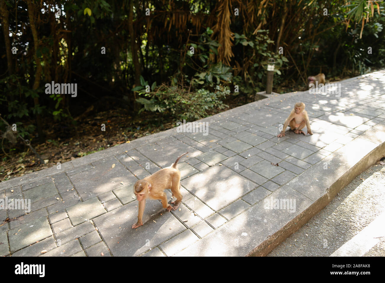 De nombreux petits singes assis dans un parc à la Thaïlande. Banque D'Images