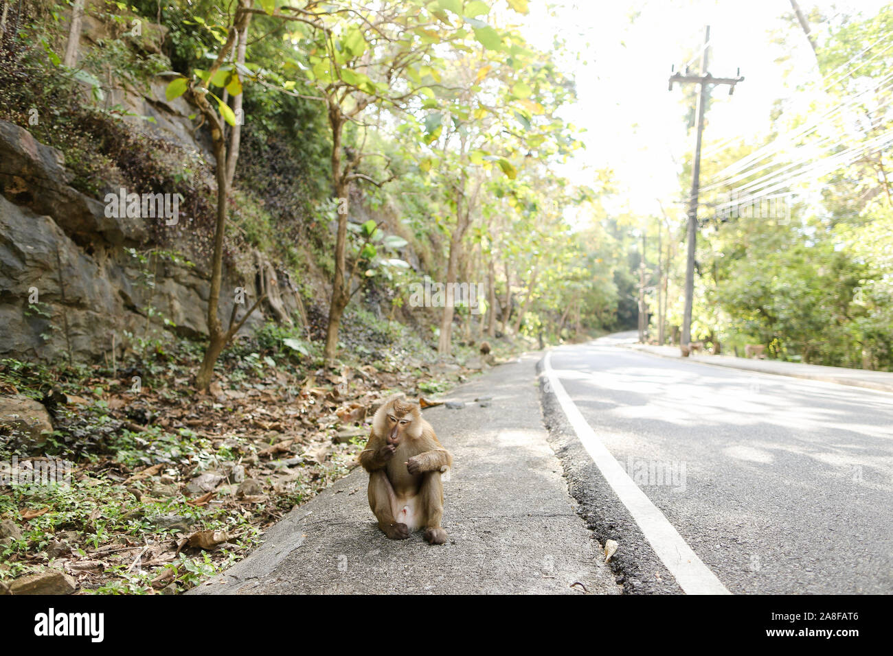 Petit Singe assis sur route en Thaïlande. Banque D'Images