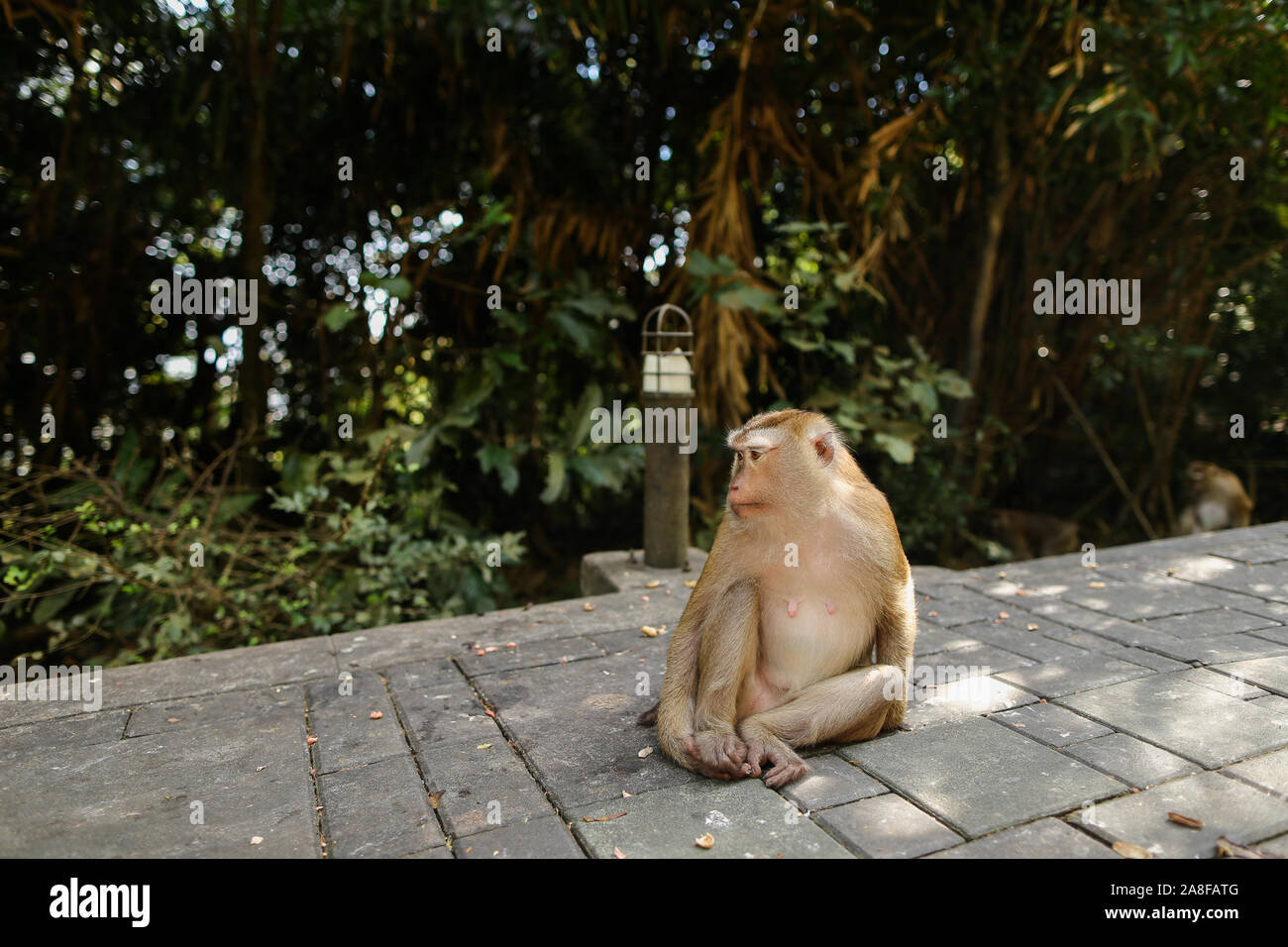 Nice réfléchie monkey sitting in park, arbres en arrière-plan. Banque D'Images