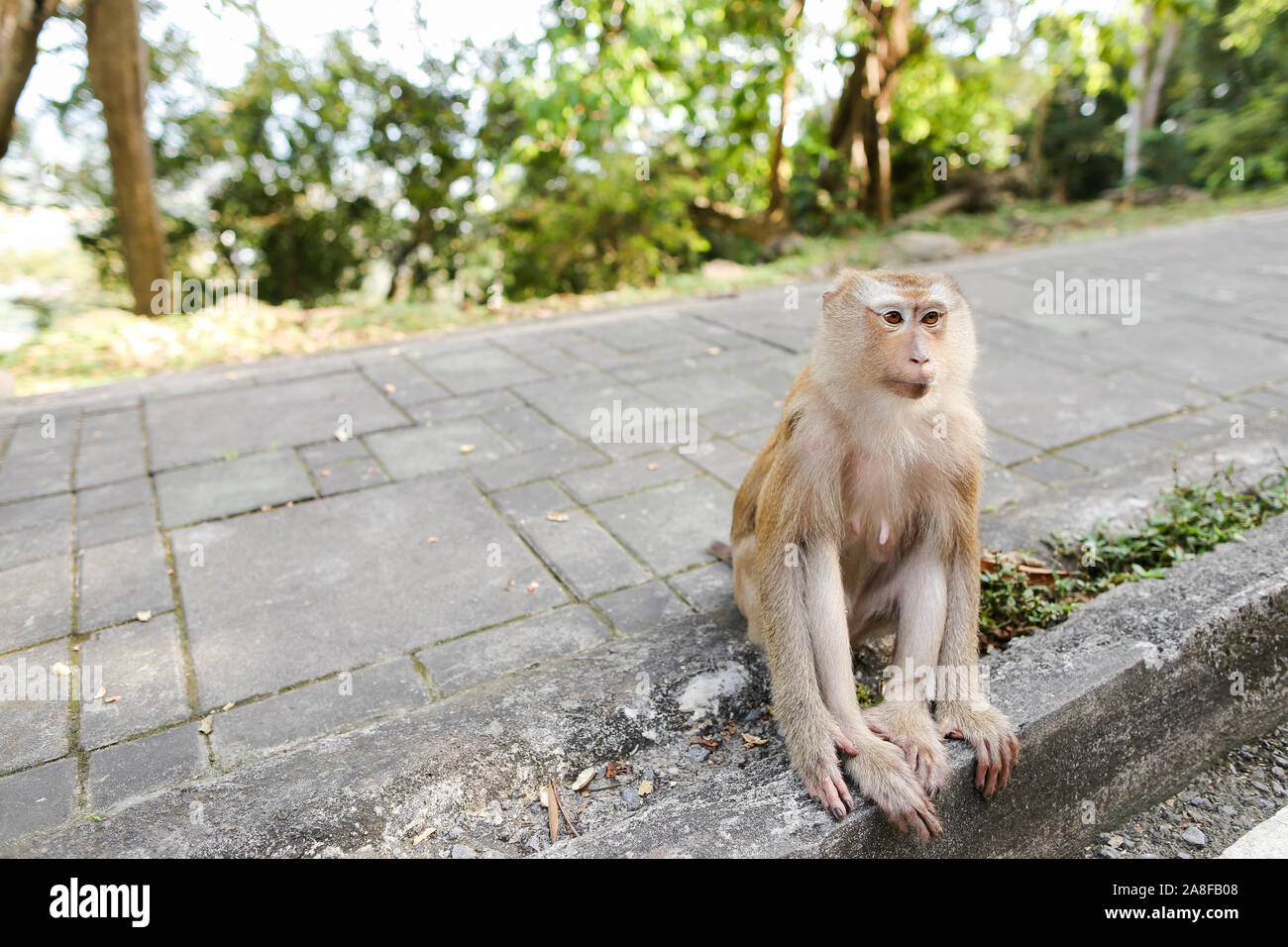 Peu cute macaco assis sur route en Thaïlande. Banque D'Images