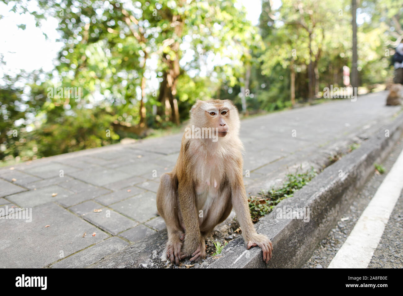 Peu macaco assis sur la route en Inde. Banque D'Images