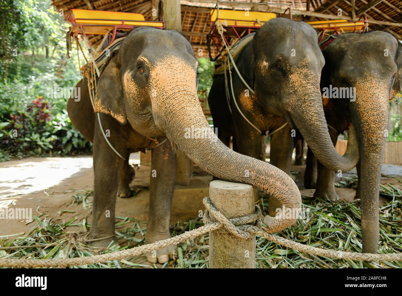 Les éléphants domestiqués grand standing avec selles et attendent les touristes. Banque D'Images