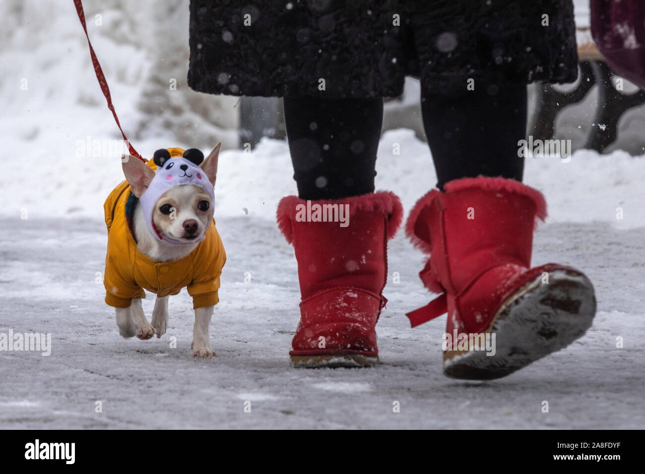 Une femme marche avec un chien chihuahua durant une chute de neige dans un parc de la ville Banque D'Images