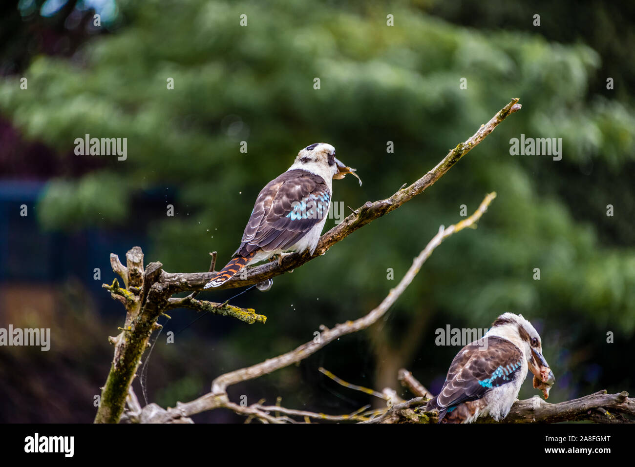 Les oiseaux d'australie kookaburra assis sur une branche dans la brousse de manger du poisson Banque D'Images