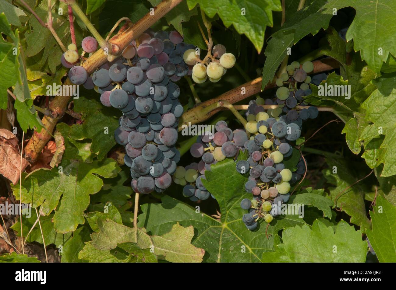 Les raisins noirs sur la vigne, Jerez de la Frontera, province de Cadiz, Andalousie, Espagne, Europe. Banque D'Images