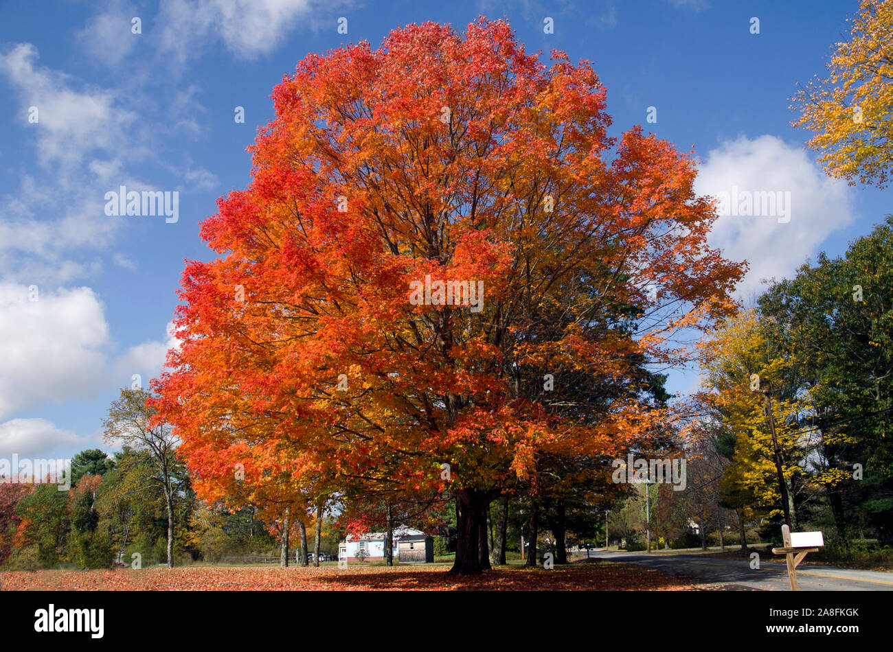 Notre arbre d'érable d'automne préféré en pleine couleur d'automne sur Sligo Road, Yamouth, Maine, États-Unis Banque D'Images