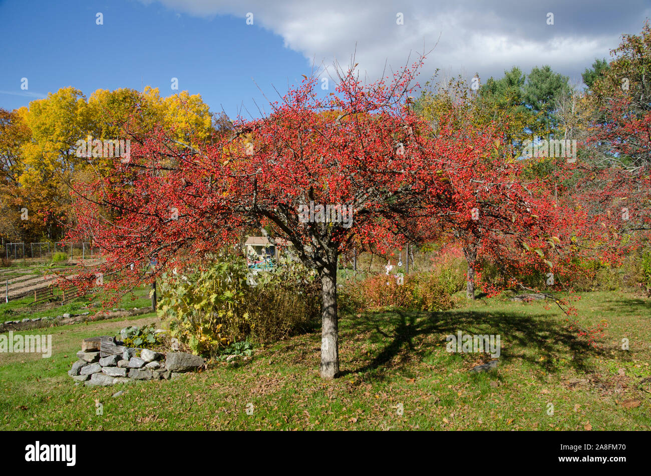 Belles Baies pommetiers jardin communautaire à Yarmouth, Maine Banque D'Images
