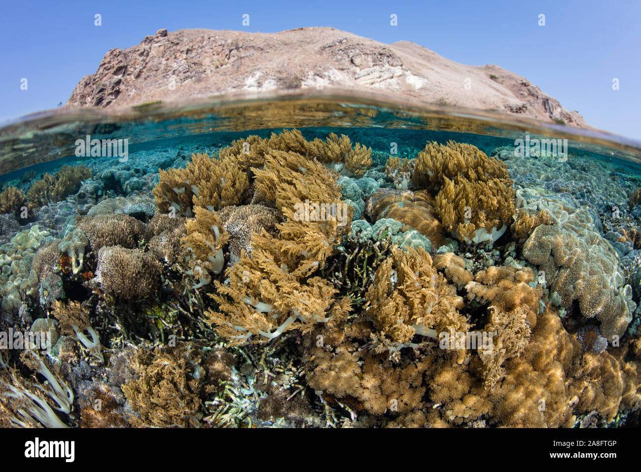 Une barrière de corail se développe dans le Parc National de Komodo, en Indonésie. Cette zone tropicale est connu pour son extraordinaire biodiversité marine. Banque D'Images