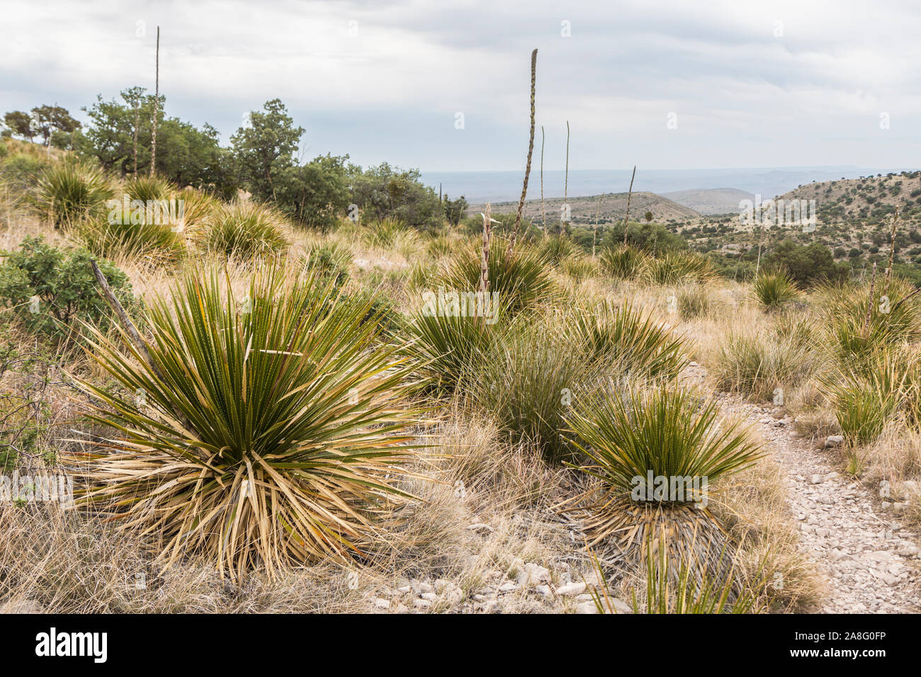 Vue paysage de Guadalupe Mountains National Park pendant la journée au Texas. Banque D'Images