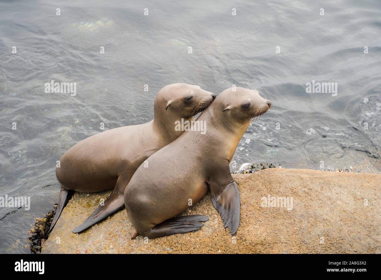 Deux petits lions de mer sur les rochers à Monterey, Californie Banque D'Images