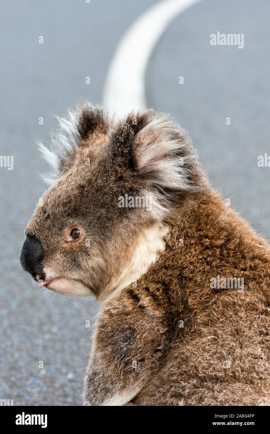 Une femelle koala effrayé se trouve au milieu de la Great Ocean Road entre Lorne et Apollo Bay de risquer d'être écrasé par le trafic. Banque D'Images