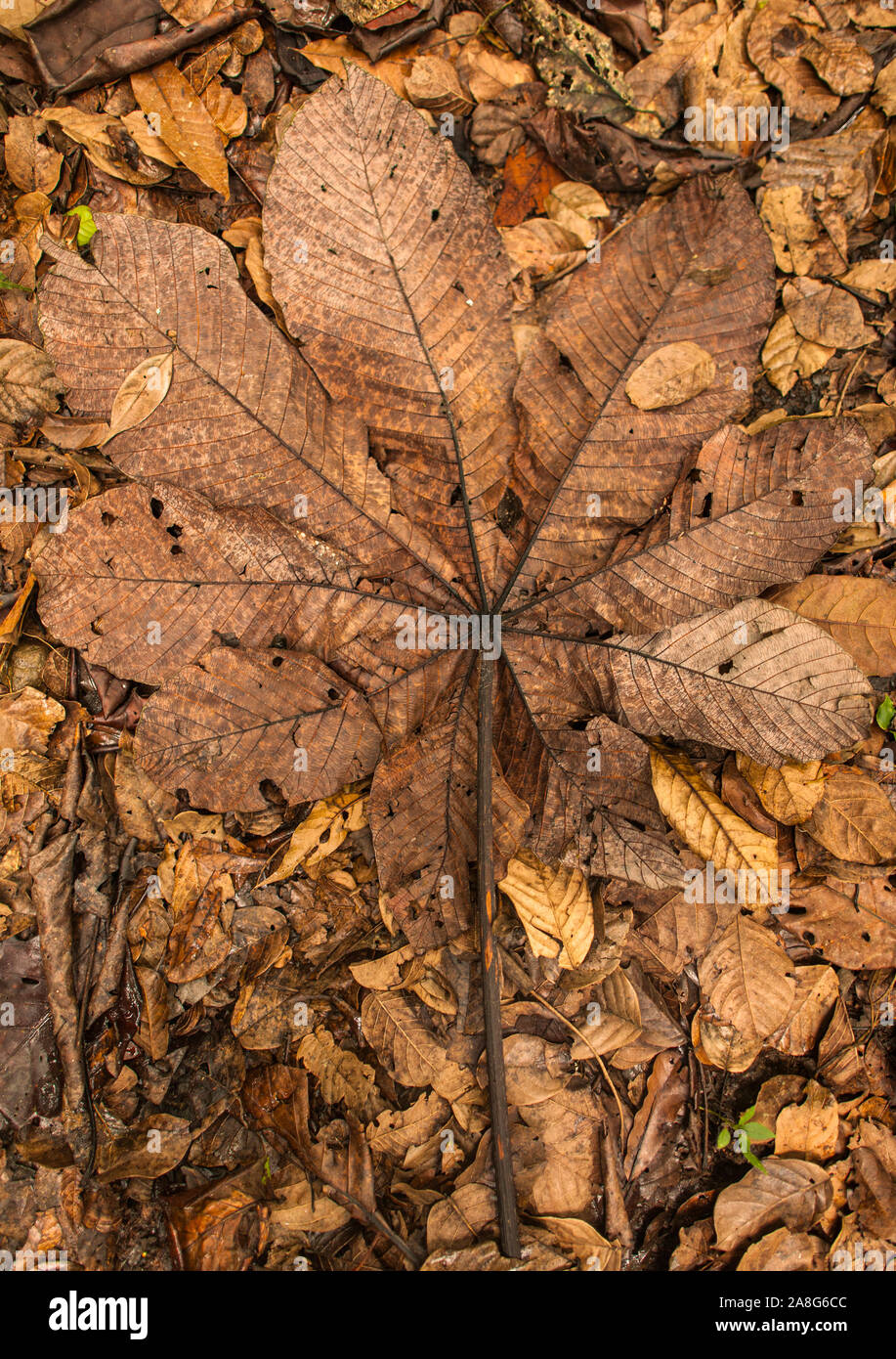 Close up de feuilles mortes dans la région de l'Pichinde Parque Nacional Natural Los Farallones de Cali dans le Valle de Cauca, en Colombie. Banque D'Images