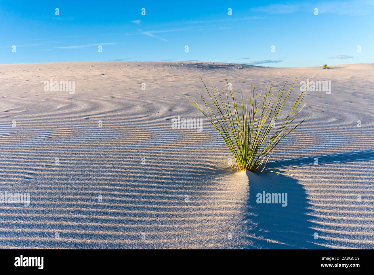Une plante solitaire entourée de sable de gypse ondule sur une dune dans le parc national de White Sands, Nouveau-Mexique, États-Unis Banque D'Images