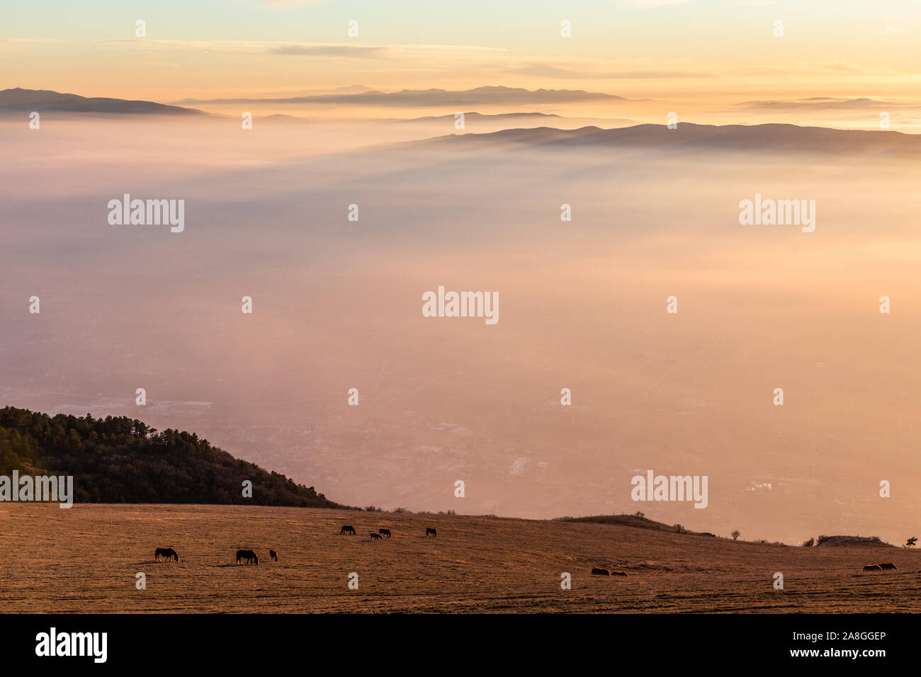 Certains chevaux silhouettes sur le dessus de la montagne Subasio, sur une mer de brume, le remplissage de la vallée de l'Ombrie au coucher du soleil Banque D'Images