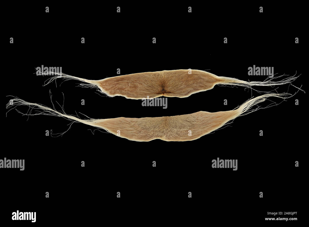Catalpa bignonioides, haricots, arbre indien Gewöhnlicher Trompetenbaum, graines, Close up, le calibre des semences 13-17 mm Banque D'Images
