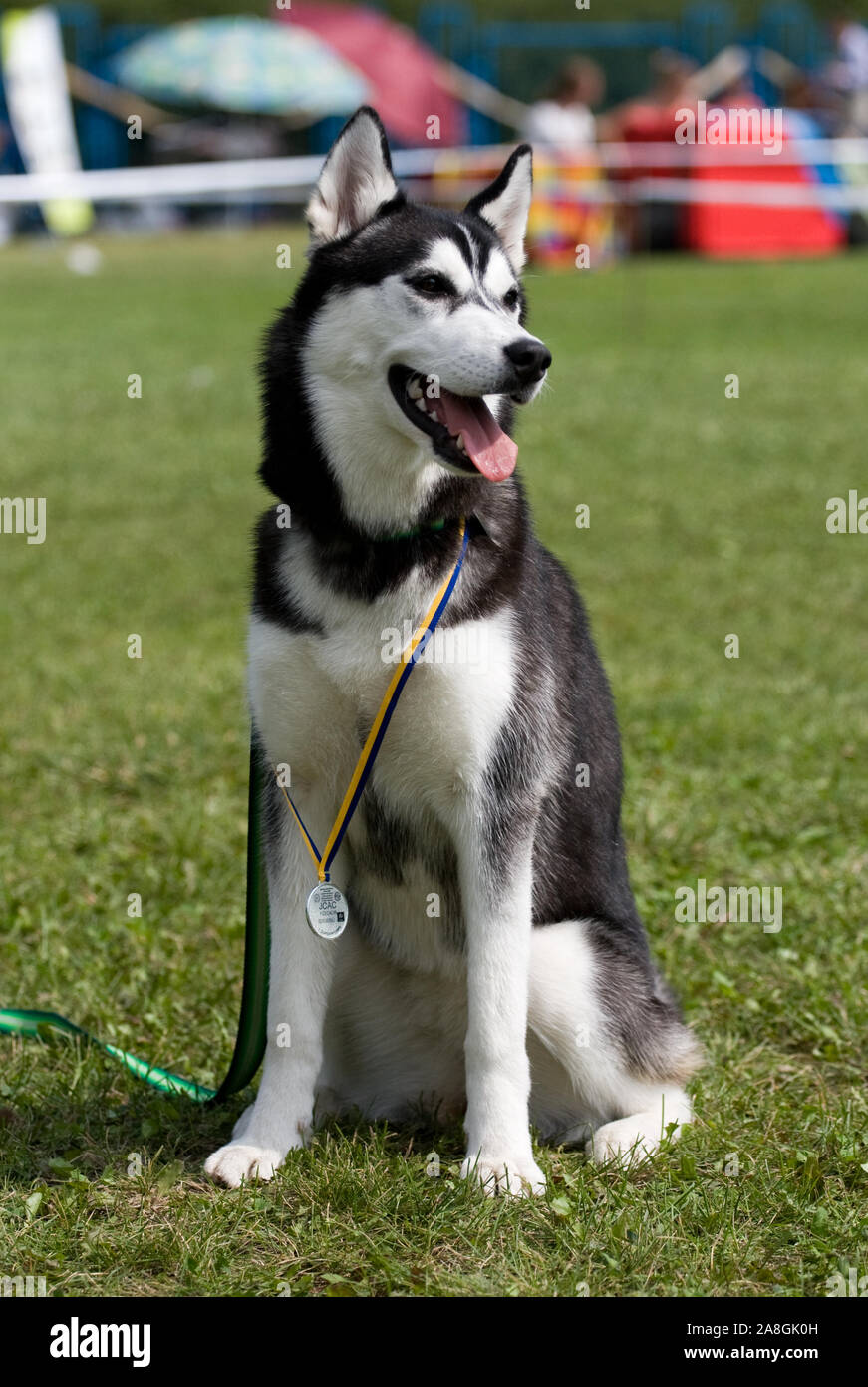 Portrait of female Husky Sibérien sur dog show Banque D'Images