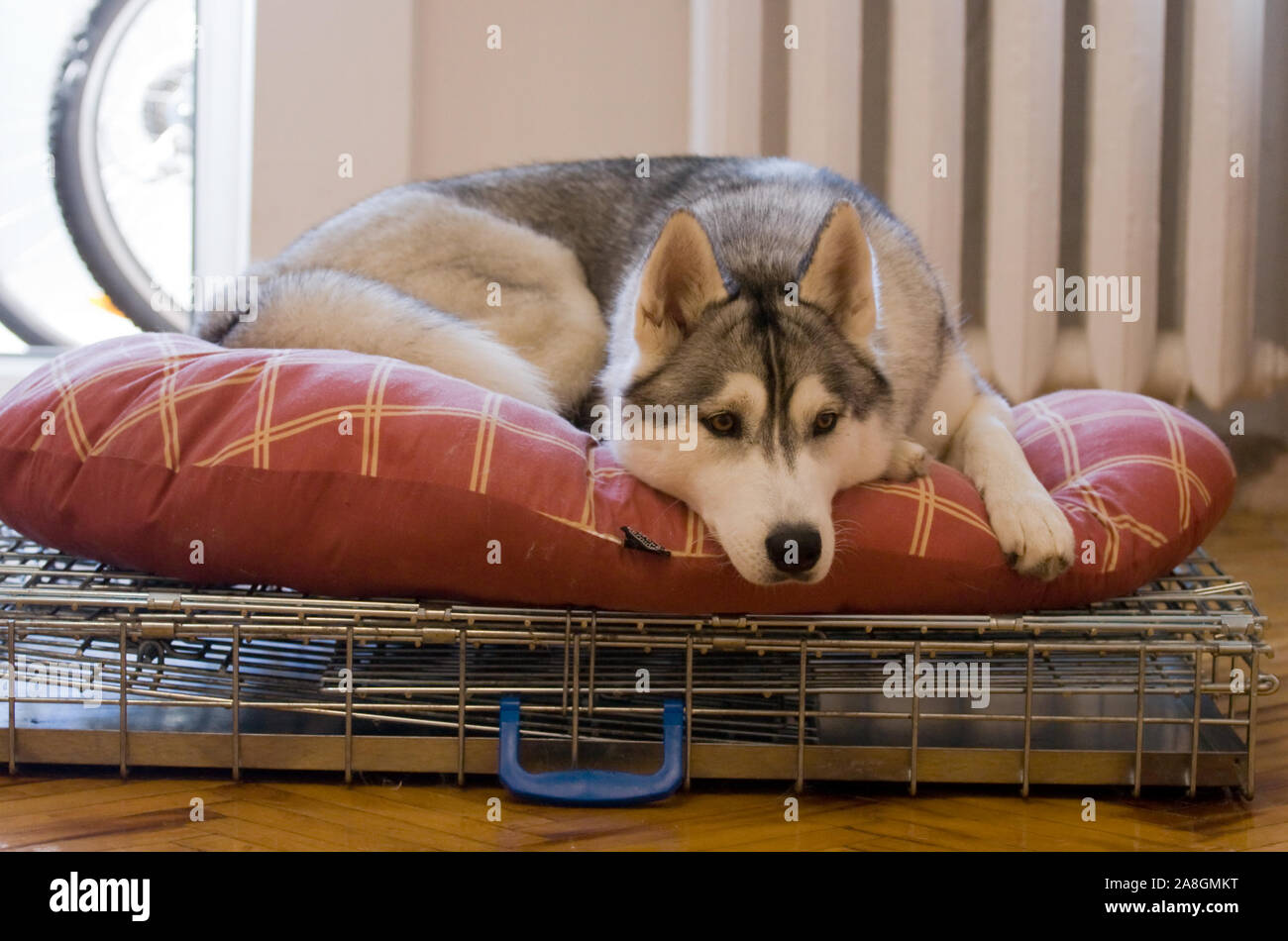 Chien Husky Sibérien se reposant avant dog show Banque D'Images