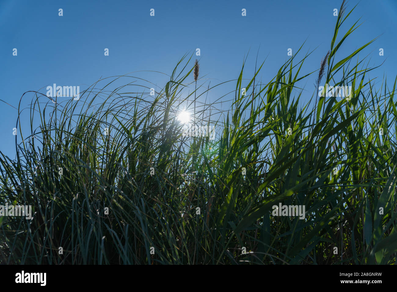 Le soleil et le ciel bleu brillant sur un grand green grass - concept de l'environnement Banque D'Images