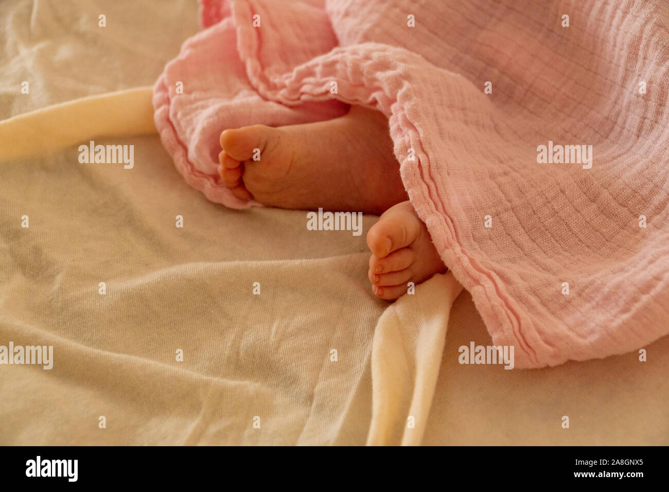 Close up of baby d'un nouveau-né sous les feuilles roses - concept nouveau-né Banque D'Images