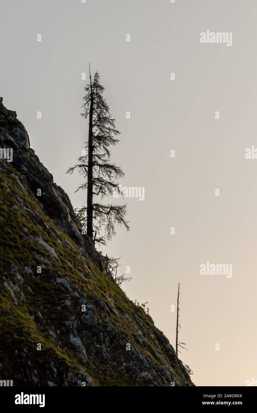 Lonely tree growing on rock Banque D'Images