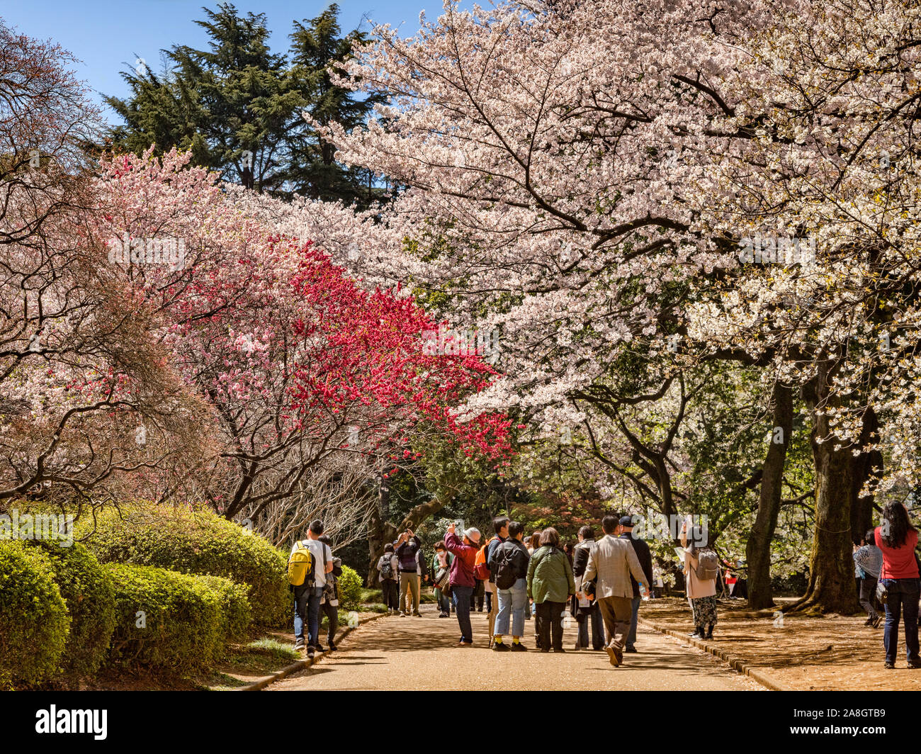 4 avril 2019 : Tokyo, Japon - Les visiteurs admirer les cerisiers en fleurs massés au Jardin National de Shinjuku Gyoen, Tokyo, dans la saison des cerisiers en fleur. Banque D'Images
