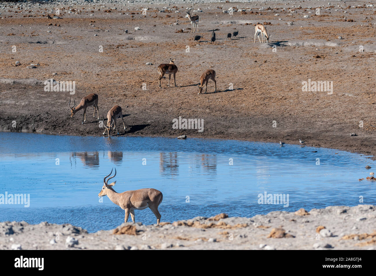 Un groupe d'Impala - Aepyceros melampus- boire d'une eau dans le parc national d'Etosha, Namibie. Banque D'Images