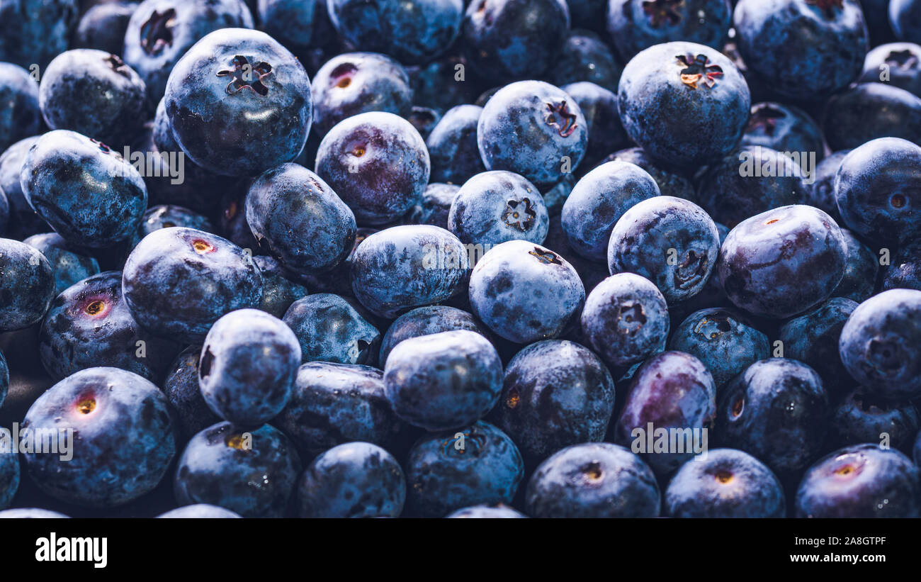 La surface est recouverte d'une épaisse couche de bleuets. Fond naturel.  Vaccinium uliginosum airelle, bog bog blueberry, Heath l'alimentation Photo  Stock - Alamy