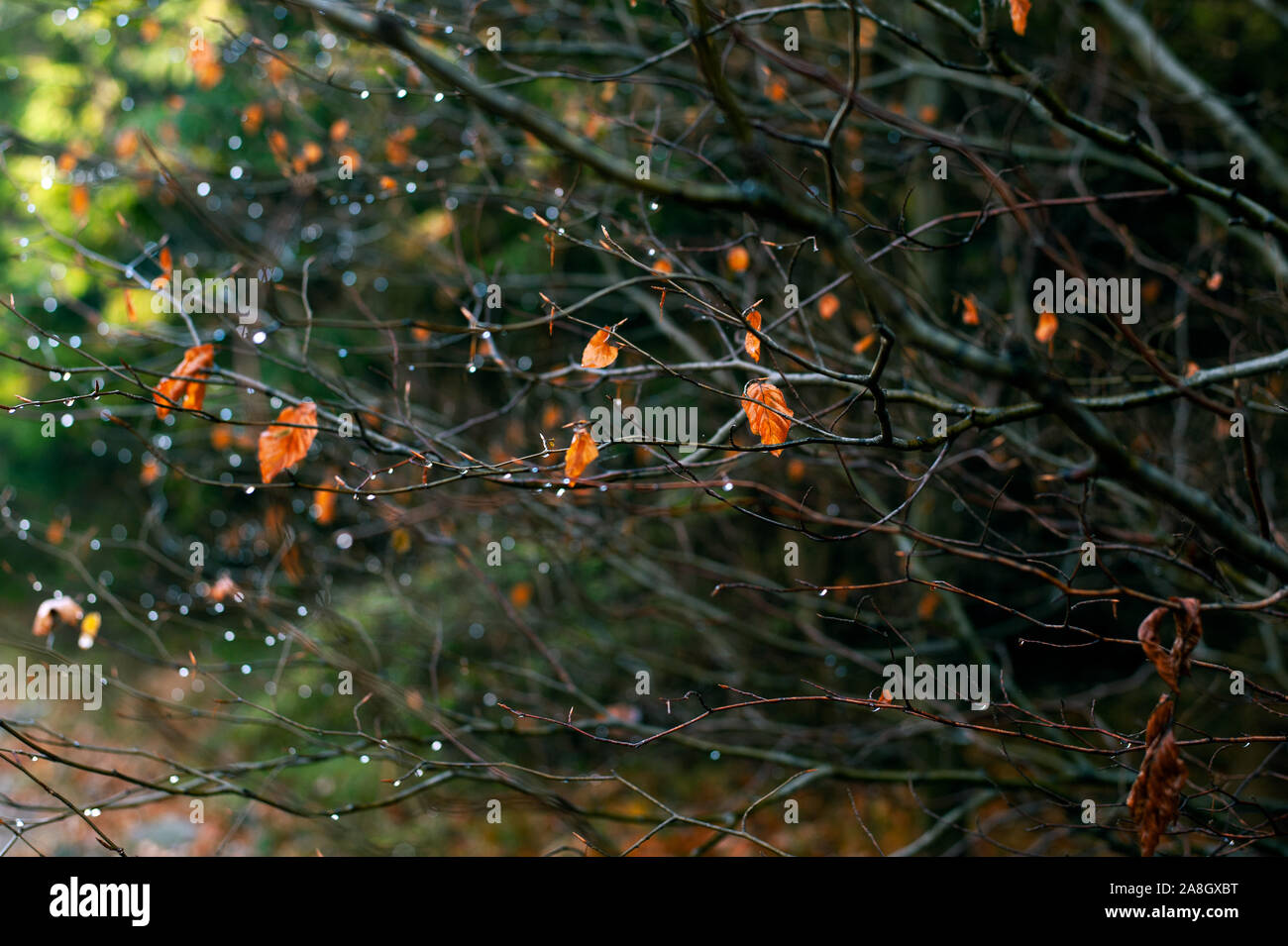 Vieille branche avec brown feuilles et gouttes d'eau. Forêt d'automne. Banque D'Images