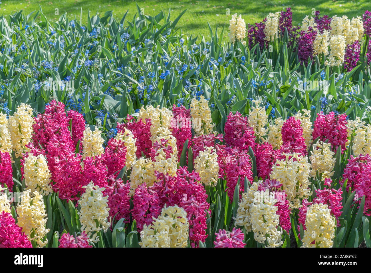 Jacinthes multicolores au printemps jardin. Sur le parterre de fleurs Banque D'Images