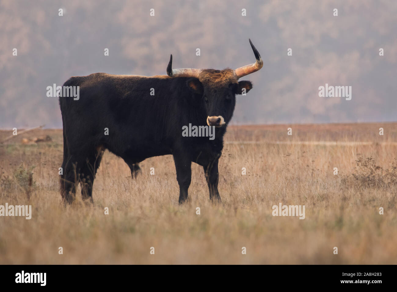 Bovins Heck (Bos primigenius f. taurus), bull dans un pâturage en fin de soirée, la tentative de retour de la race disparue l'aurochs (Bos primigenius), Hongrie Banque D'Images