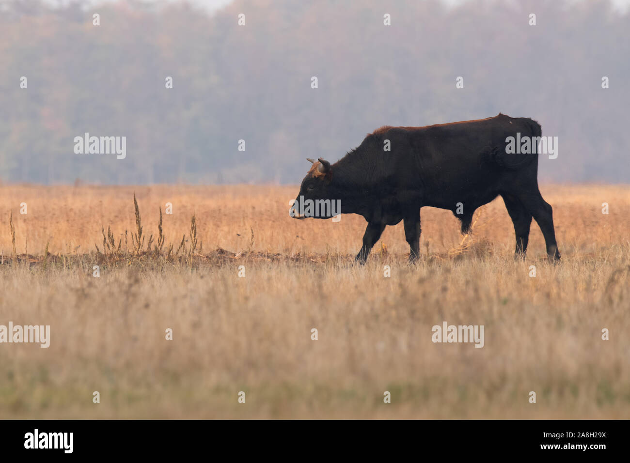 Bovins Heck (Bos primigenius f. taurus), bull dans un pâturage en fin de soirée, la tentative de retour de la race disparue l'aurochs (Bos primigenius), Hongrie Banque D'Images