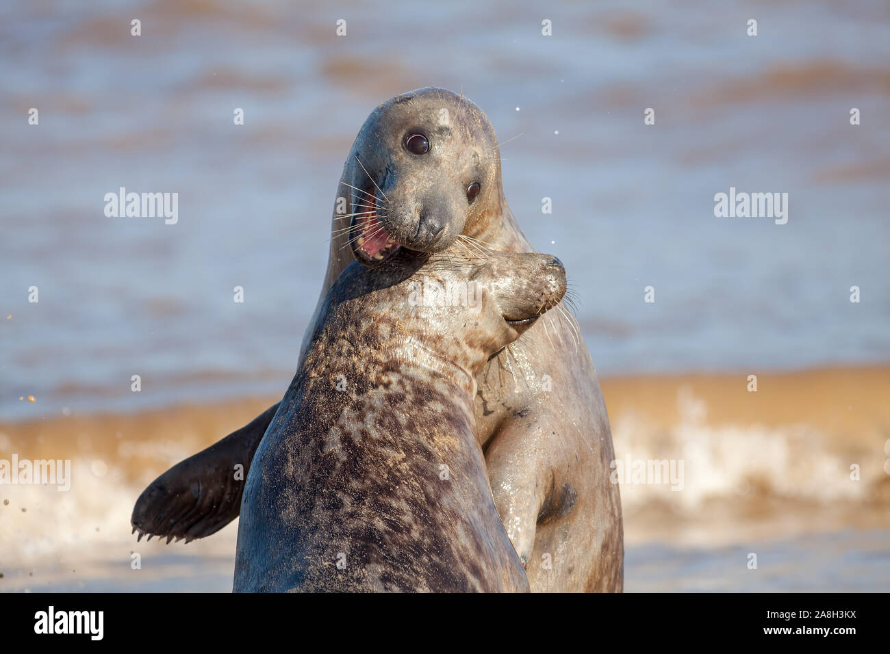 Avoir du plaisir. Animal drôle meme image. L'amour, la joie et le rire. Seal meilleurs amis à profiter de la vie ensemble à jamais. La faune magnifique amitié. L ludique Banque D'Images