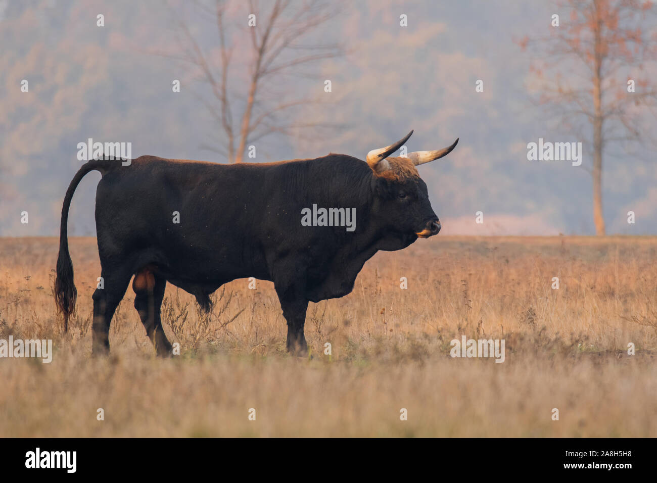 Bovins Heck (Bos primigenius f. taurus), bull dans un pâturage en fin de soirée, la tentative de retour de la race disparue l'aurochs (Bos primigenius), Hongrie Banque D'Images