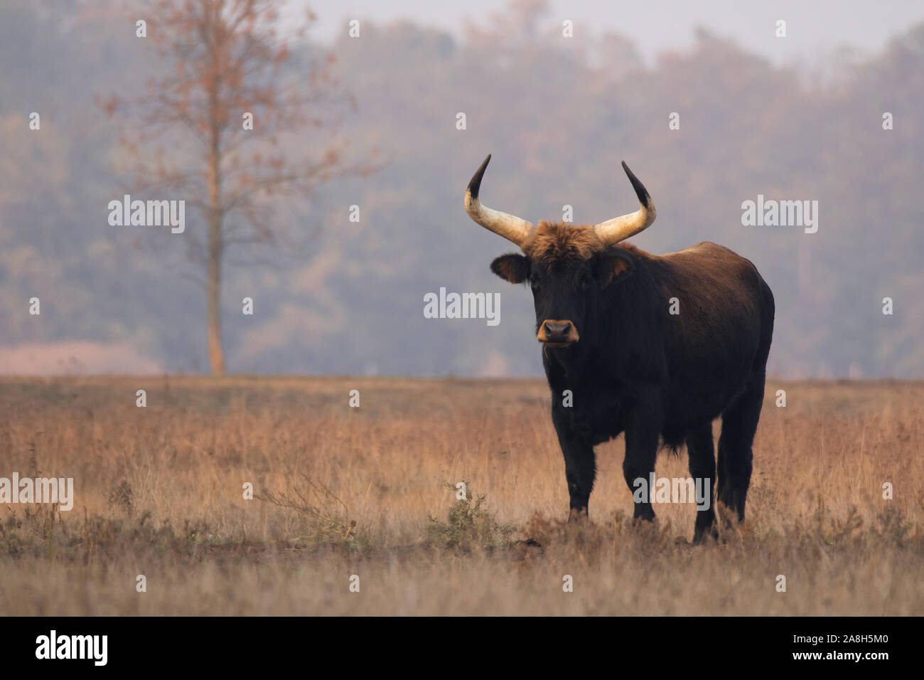 Bovins Heck (Bos primigenius f. taurus), bull dans un pâturage en fin de soirée, la tentative de retour de la race disparue l'aurochs (Bos primigenius), Hongrie Banque D'Images